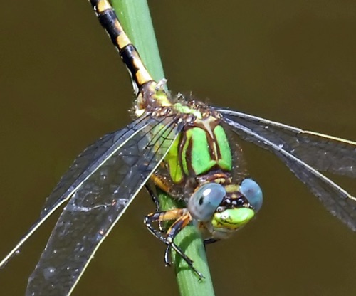 2012_05_08_Rabun_GA_Oconee_SC